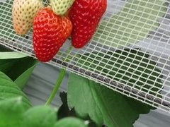 SNOW-DROP̋Rx[hւ̓eʐ^1