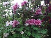 SNOW-DROP̐|א_Ђ̂ڂ̓eʐ^1