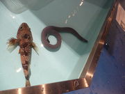 ܂̎ˊCm[wANAEt@[̓eʐ^1