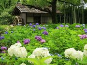 Ă̕{sy̐Xق̓eʐ^1