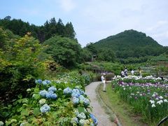 花の郷滝谷花しょうぶ園の写真一覧 じゃらんnet