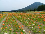 Cool�@is�@hot����̐�����̃A�C�X�����h�|�s�[�̓��e�ʐ^1