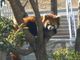 ヨネさんの大島動物園の投稿写真1