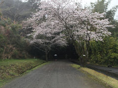 �Ԓ�����̖������_�Ђւ̓��e�ʐ^1