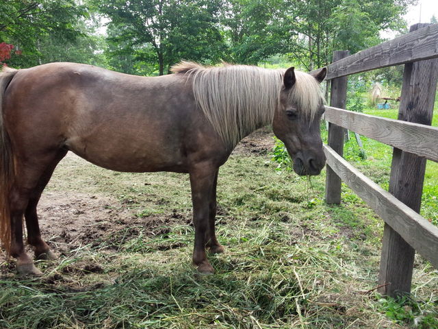 ���[�N�q���t�@�[��