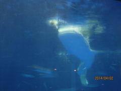 いおワールドかごしま水族館の写真一覧 - じゃらんnet