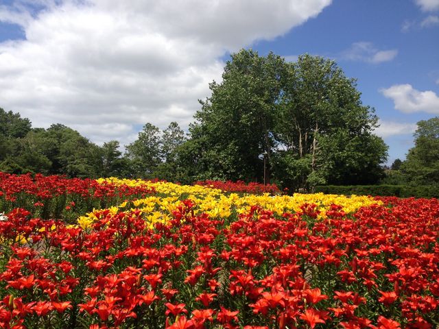 �����̋G�߂̓��x���_�[���o�����炢�Ă���L���C�ł��B_�S����������