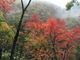 ヨシくんさんの大釜の滝（徳島県那賀町）の投稿写真1