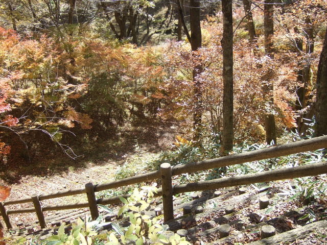 ���������̂��肻���ȎU���H������܂���_�ʃm�؉��n