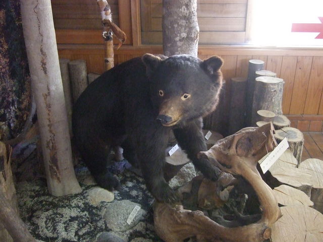 �F���o��́c�H_�ʃm�؉��n