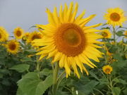 TKXp[̓̉w Ƃ}[KbgXe[V̓eʐ^1