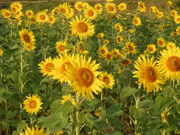 TKXp[̓̉w Ƃ}[KbgXe[V̓eʐ^4