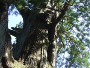 ̃Z}nRǨ̑吙̓eʐ^4