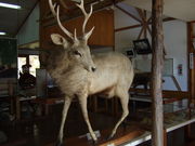 ̃Z}nRK̖ʃm؉n̓eʐ^4