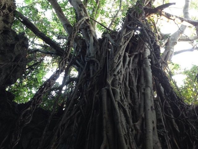 �K���K���[�̒J