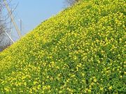 ̂肳̂ӂ݃V[TCh̓eʐ^1