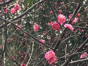 I̓VR؉@EQ@쉮̓eʐ^2