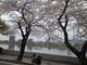 かんちゃんさんの木曽川河畔犬山城の桜への投稿写真4