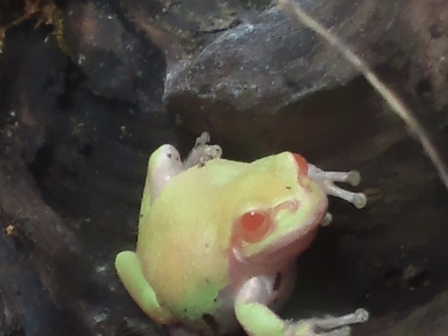 �̊��^������ iZoo