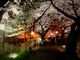 みうたまさんの足羽川桜並木の投稿写真1