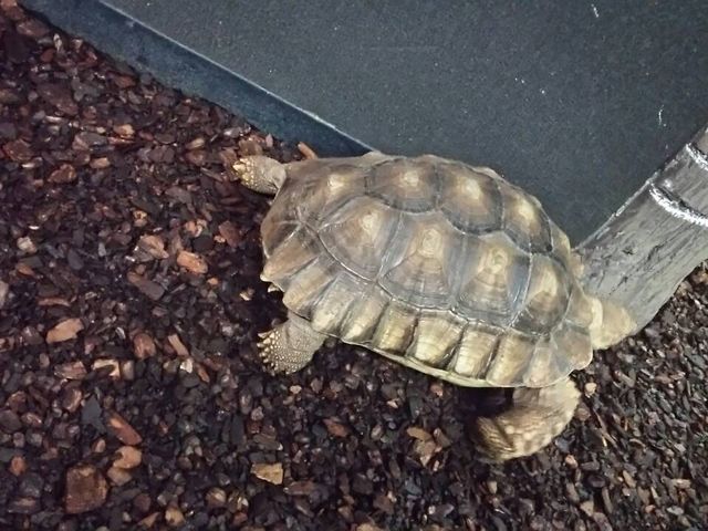 �L�������U����_�̊��^������ iZoo