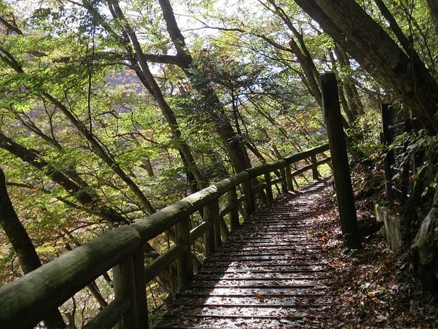 �󒆒뉀�΂�̖ؓ��B�X�j�[�J�[����Ȃ��Ă������₷���B_�����̑�