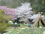 REJCpp̑ӂꂠ̐X̓eʐ^1