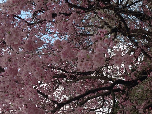 もう一種類桜が_福岡城跡