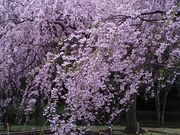 炿񂳂̍r隬̓eʐ^1