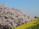 坊さんの熊谷桜堤の桜の投稿写真1