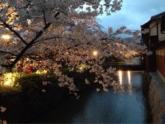 Poporonさんの京都祇園白川桜ライトアップ 祇園 白川宵桜 新橋花灯路のクチコミ 京都祇園白川桜ライトアップ 祇園 白川宵桜 新橋花灯路の口コミ じゃらんnet