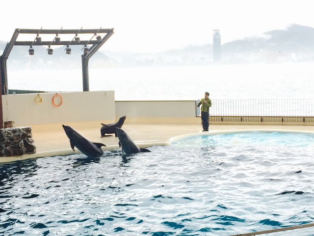 �A�V�J�̎w��_���֎s�������̂��������فE�C����