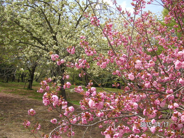 ��낪��߉���_�d����������