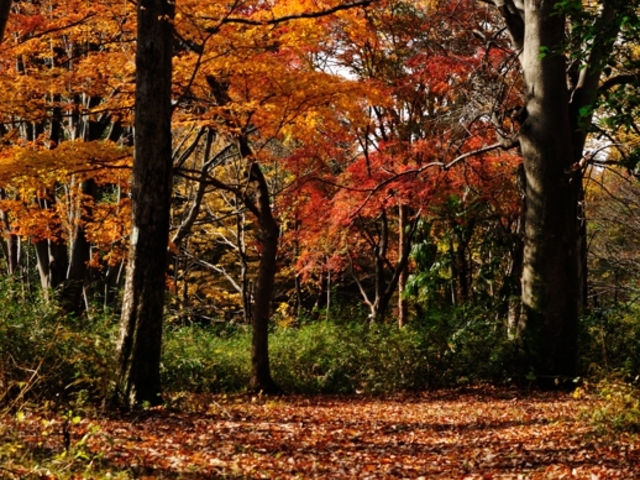 �g�t�ւ̓���..._���c����q��L�O����