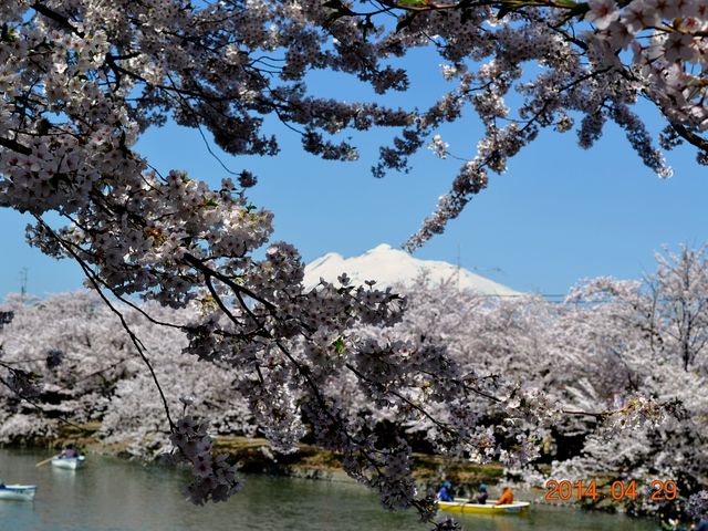 弘前公園桜のトンネルからの岩木山_岩木山（津軽富士）