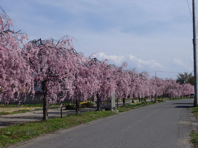 �V�C���ǂ��āA�����C�����ǂ������ł��B_�����������������