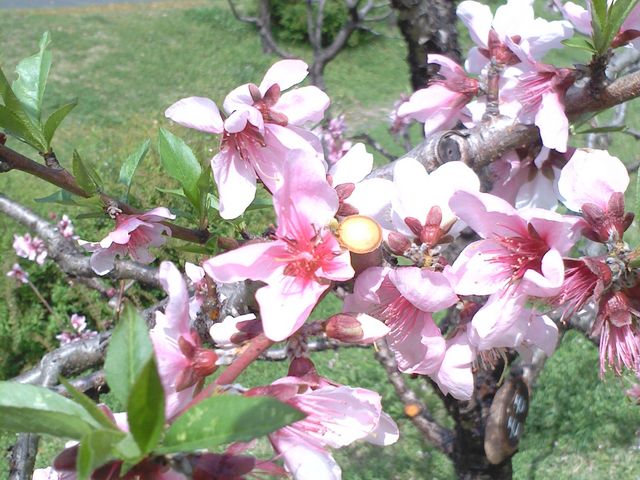 ���̉�_�����c�@�뉀