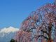 エスさんの岩木山（津軽富士）への投稿写真4