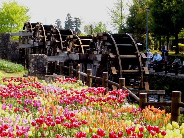 �܏d�A�̐��Ԃ��̂�т蒭�߂Ȃ���̈�x�݁B_�`���[���b�v�l�G�ʊ�