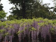 biruru����̏t����Ђ̍�����̓��̓��e�ʐ^1