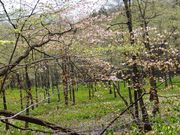 okei̐mc̃~YoVE̓eʐ^3