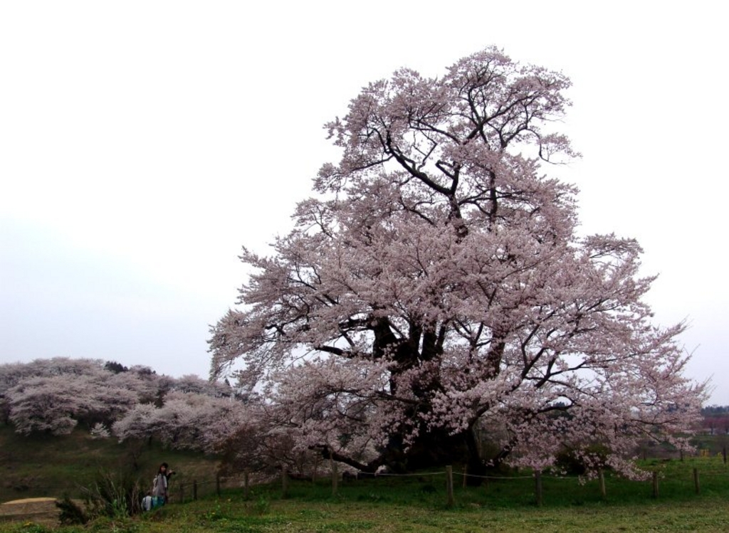 塩ノ崎の大桜 アクセス 営業時間 料金情報 じゃらんnet