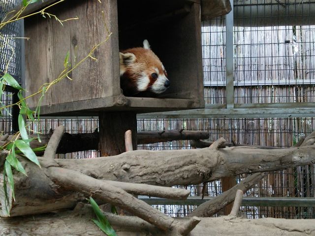 ���b�T�[�p���_�������ς����Ă܂����I_�M��o�i�i���j��