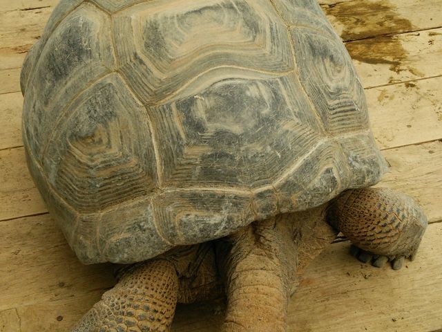 �]�E�K���͎�������񗧂���ŏ悹�Ă���܂��B_�M��o�i�i���j��