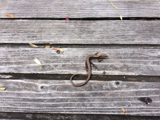 �g�J�Q_�x┌Ή���