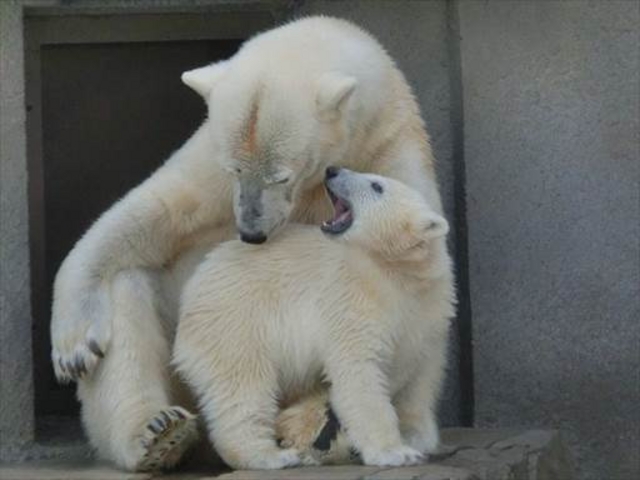 �����ɊÂ���Ԃ���񂪂��킢���ł�_�~�R������