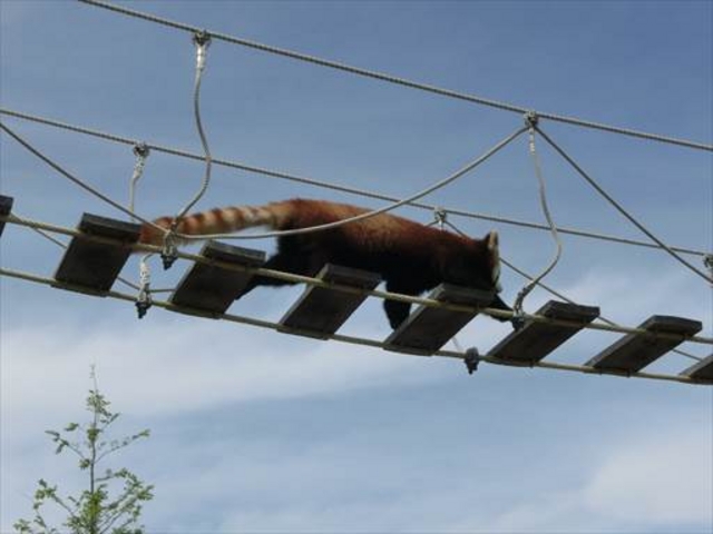 �ď�̓��b�T�[�p���_�݂̒苴�n��������܂�_�~�R������