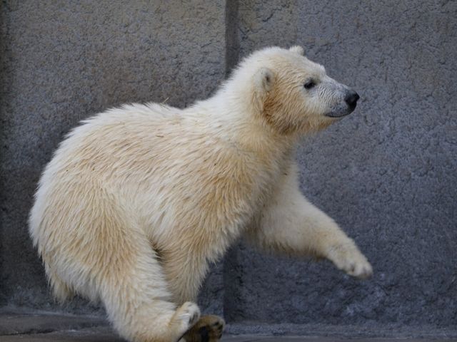 ���C�ɔ�яo���Ă����I_�~�R������