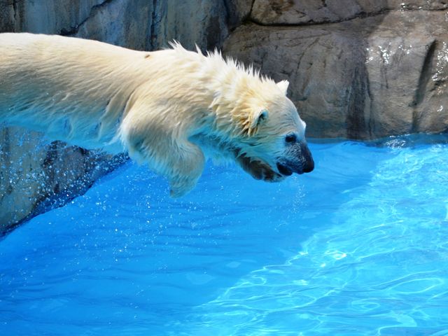 �G�[�C�I�@�_�C�r���O�I�I_�~�R������