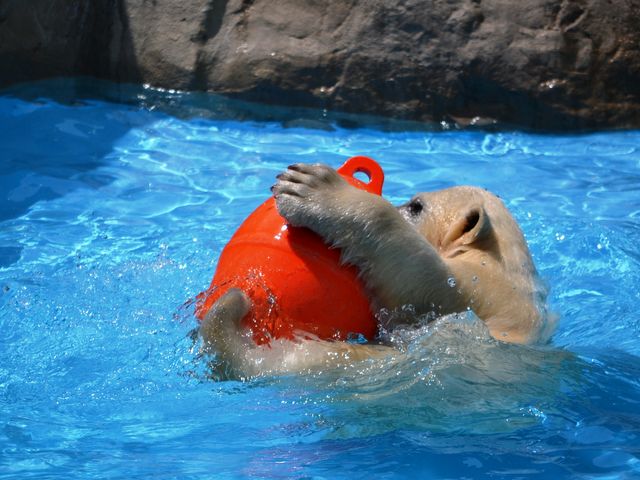 �u���܂��͂߂Ȃ��ȁ`�v_�~�R������